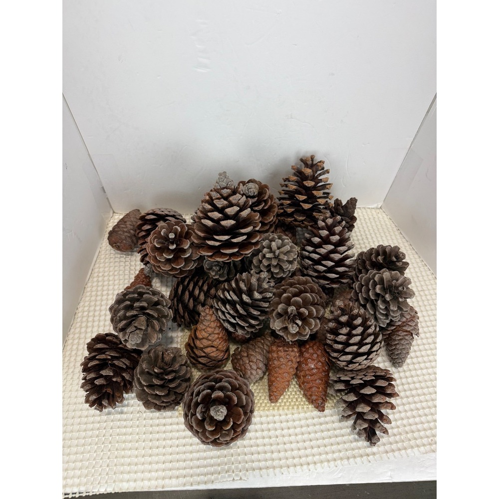 Natural PineCones Bulk Assortment Crafts Holiday Decor Centerpiece 40pcs EUC